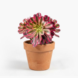 Echeveria Agavoides Atlas