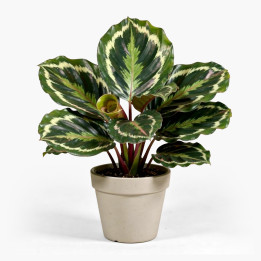 Calathea ‘Medallion’