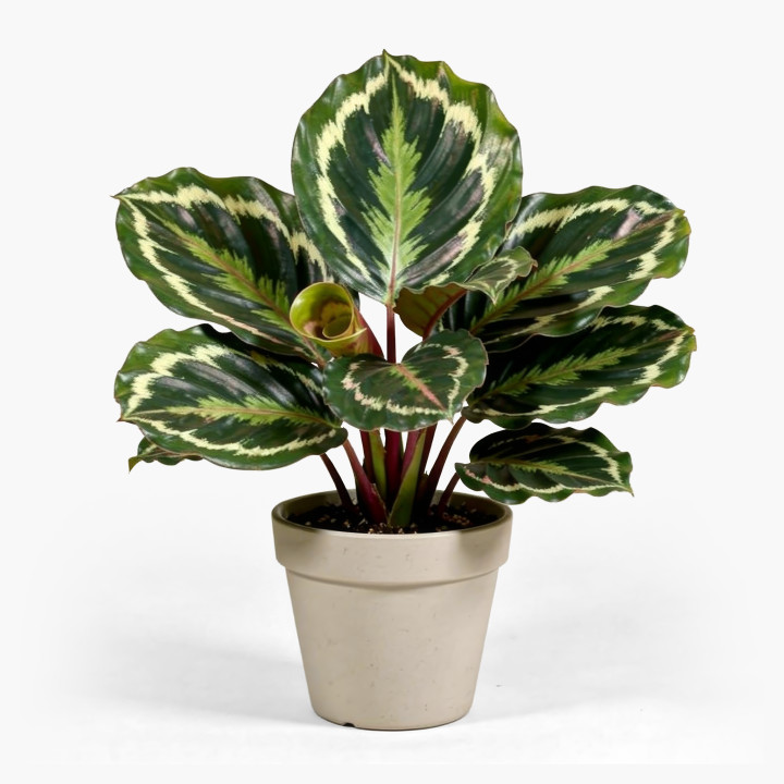 Calathea ‘Medallion’