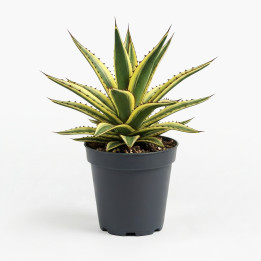 Agave Lophantha ‘Quadricolor’