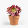 Echeveria Agavoides Atlas