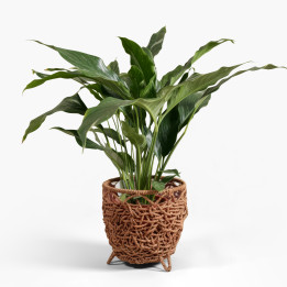 Spathiphyllum Diamond Variegata