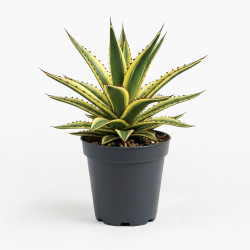 Agave Lophantha ‘Quadricolor’