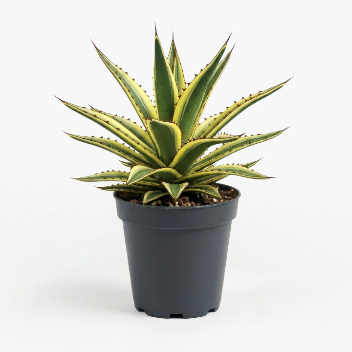 Agave Lophantha ‘Quadricolor’
