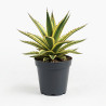 Agave Lophantha ‘Quadricolor’