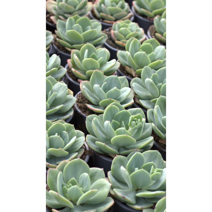 Echeveria Morvan - Produção
