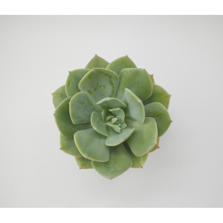 Echeveria 'Morvan'