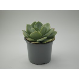 Echeveria 'Morvan'
