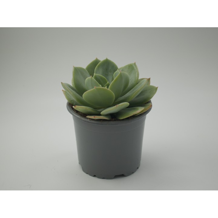 Echeveria 'Morvan'