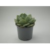 Echeveria 'Morvan'