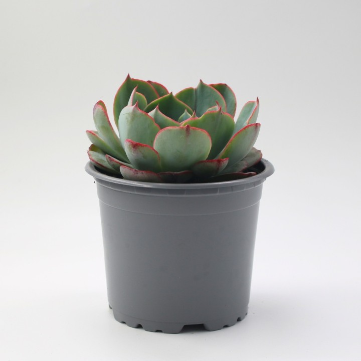 Echeveria 'Amistar' – Suculenta de Roseta