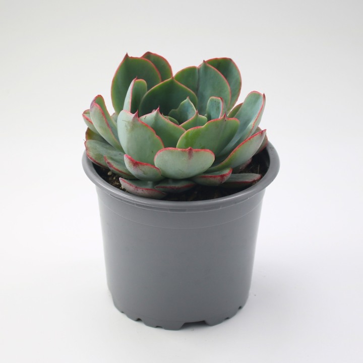 Echeveria 'Amistar' – Suculenta de Roseta