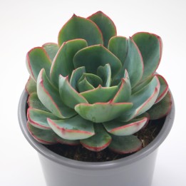 Echeveria 'Amistar' – Suculenta de Roseta