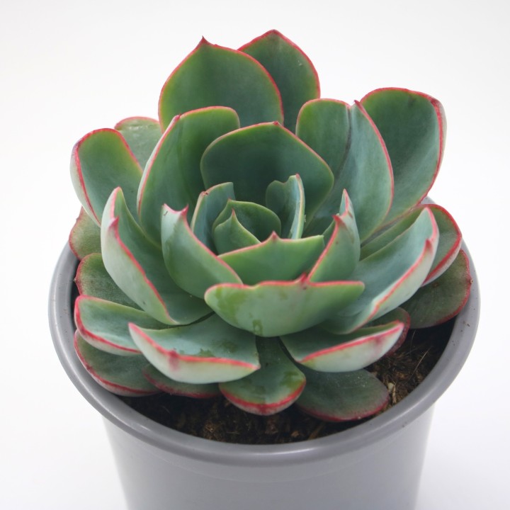 Echeveria 'Amistar' – Suculenta de Roseta