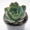 Echeveria 'Amistar'