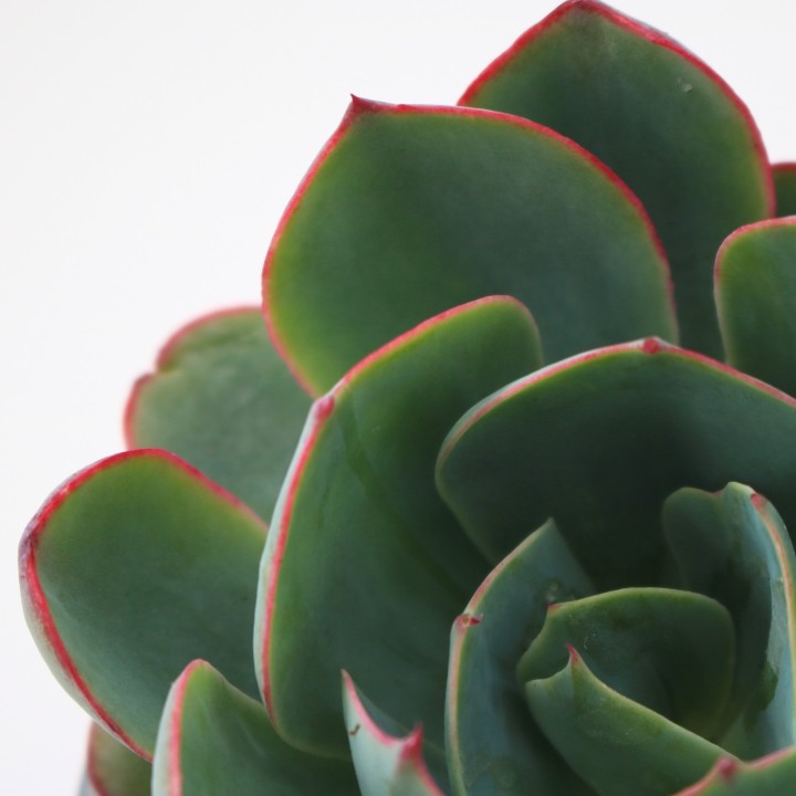 Echeveria 'Amistar' – Suculenta de Roseta