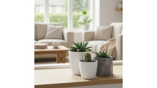 Cultivar suculentas em água