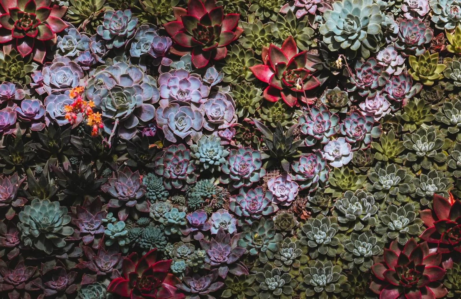Coleção Pavijardim