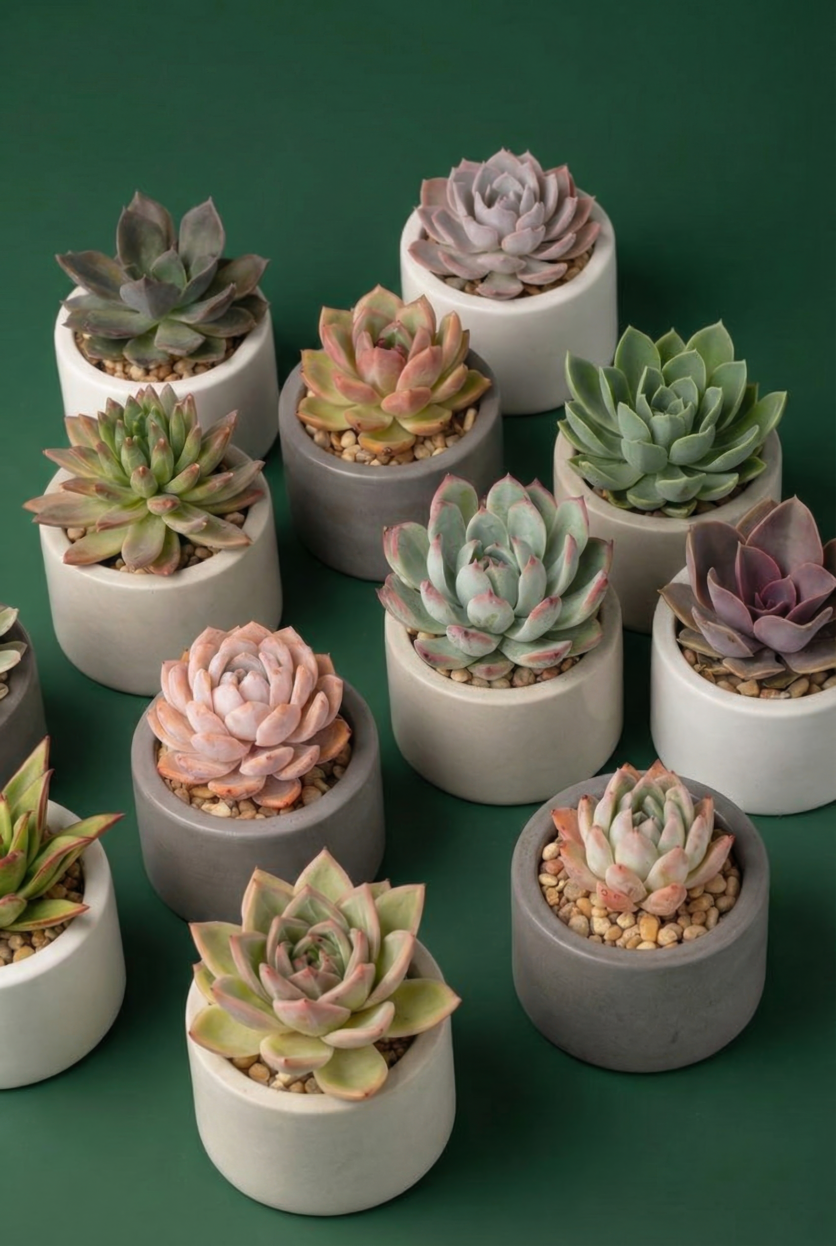 Suculentas Pavijardim