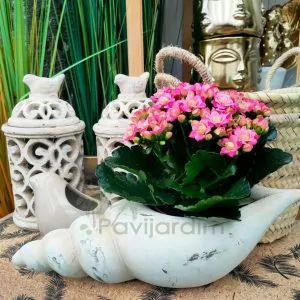 Horto Pavijardim