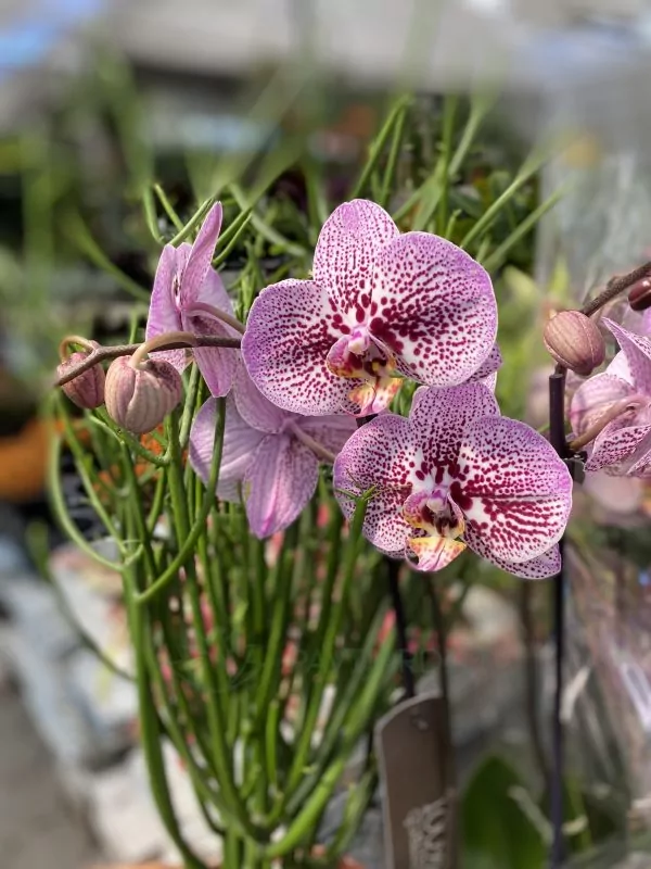 Orquídeas Pavijardim