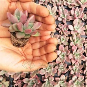 Suculentas Pavijardim